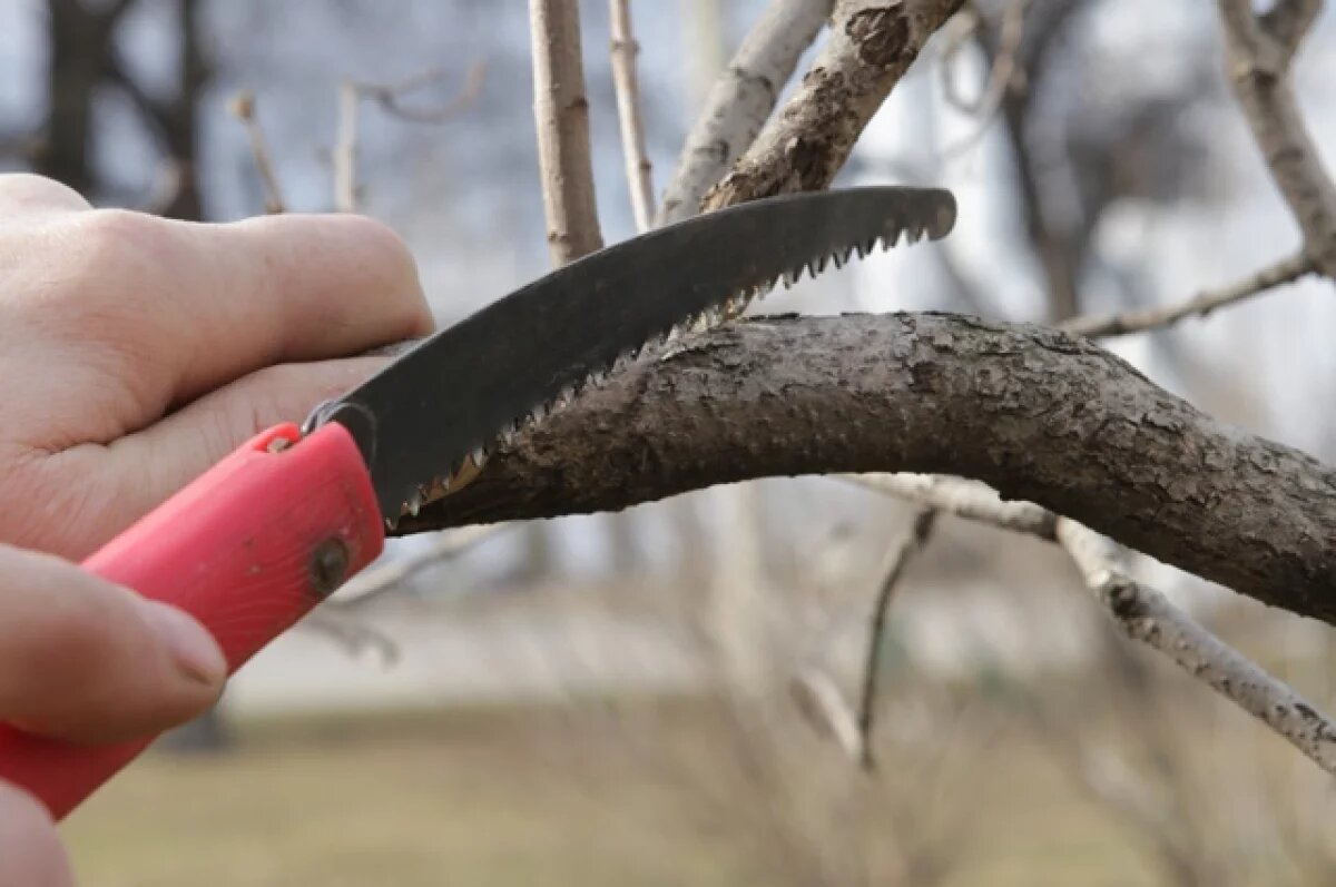    «Они были больны».