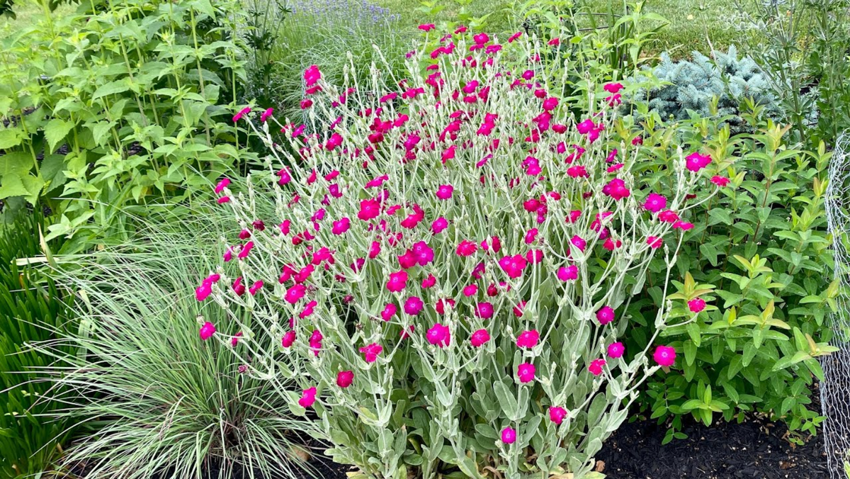 Лихнис корончатый — серебряный фаворит