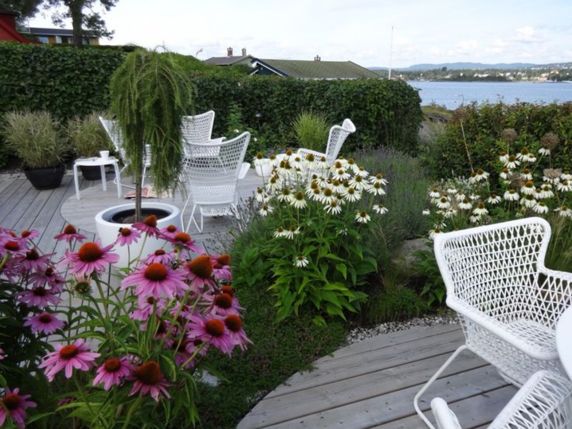 10 красивых цветов для сада, которые растут сами по себе: мой личный опыт