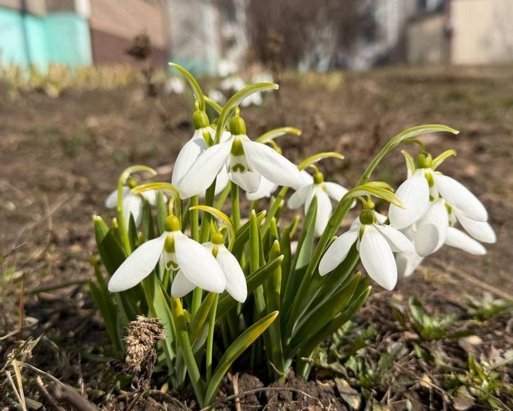     В Курской области 28 марта ожидаются дожди, туман и потепление до +12 градусов