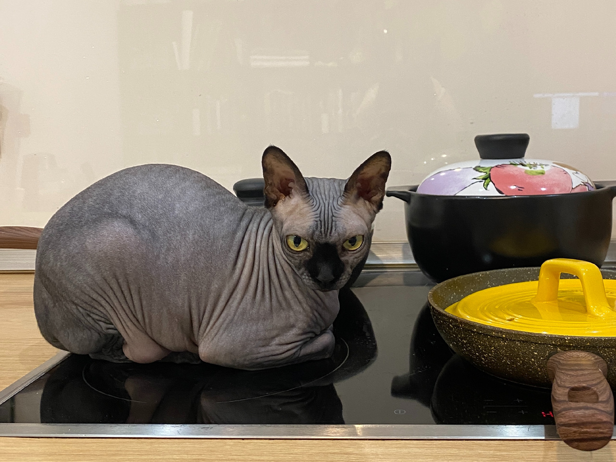 Котя как будто приклеена к варочной панели