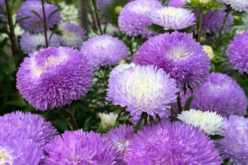    Астры Велия. Фото из личного архива Анны Акининой