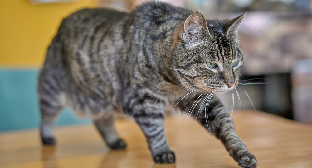 Вот сколько общаемся с кошками, сколько смотрим на них - не перестаем восхищаться