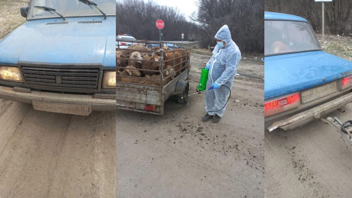    Фото: Россельхознадзор