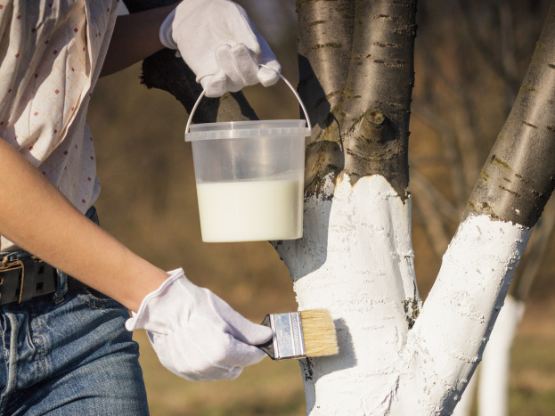 7 супер-смесей для побелки деревьев, которые не ударят по карману