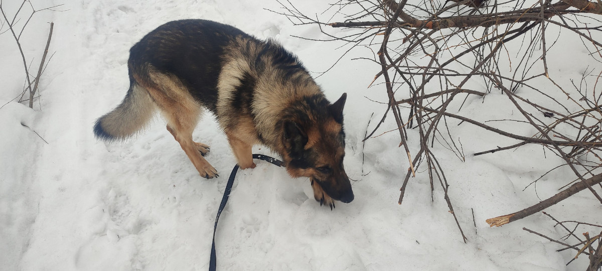 Идти можно только по тропинке... Шаг влево, шаг вправо и можно провалиться в сугроб по пояс. 