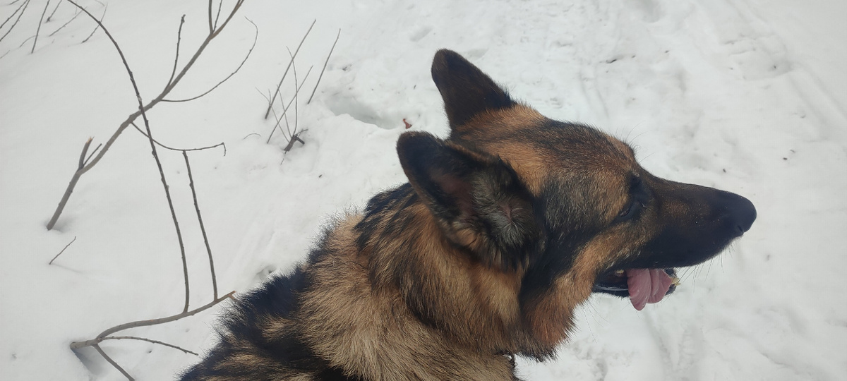 Даже неугомонный Бос устал и присел отдохнуть... 