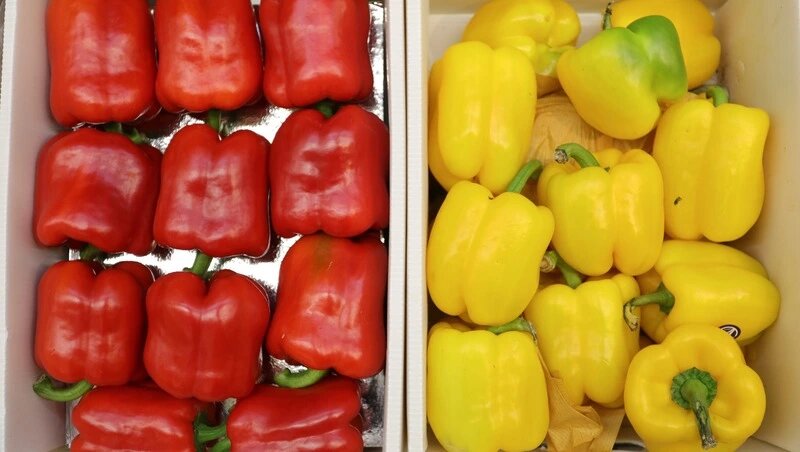    Выращивать перцы в Иране зимой менее затратно, чем в России Фото: Дмитрий Ахмадуллин / / ИА «Победа26»