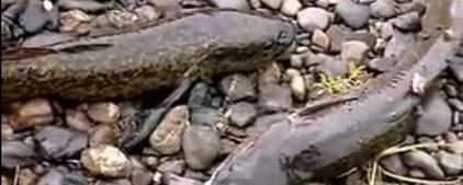 Ловля налима