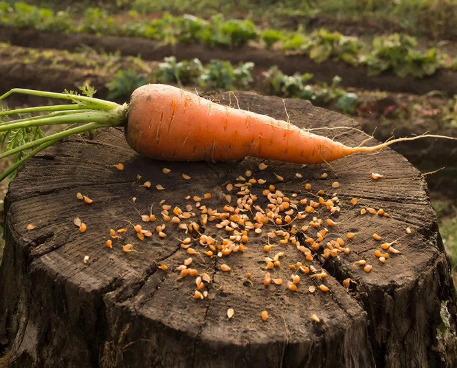 Урожай моркови