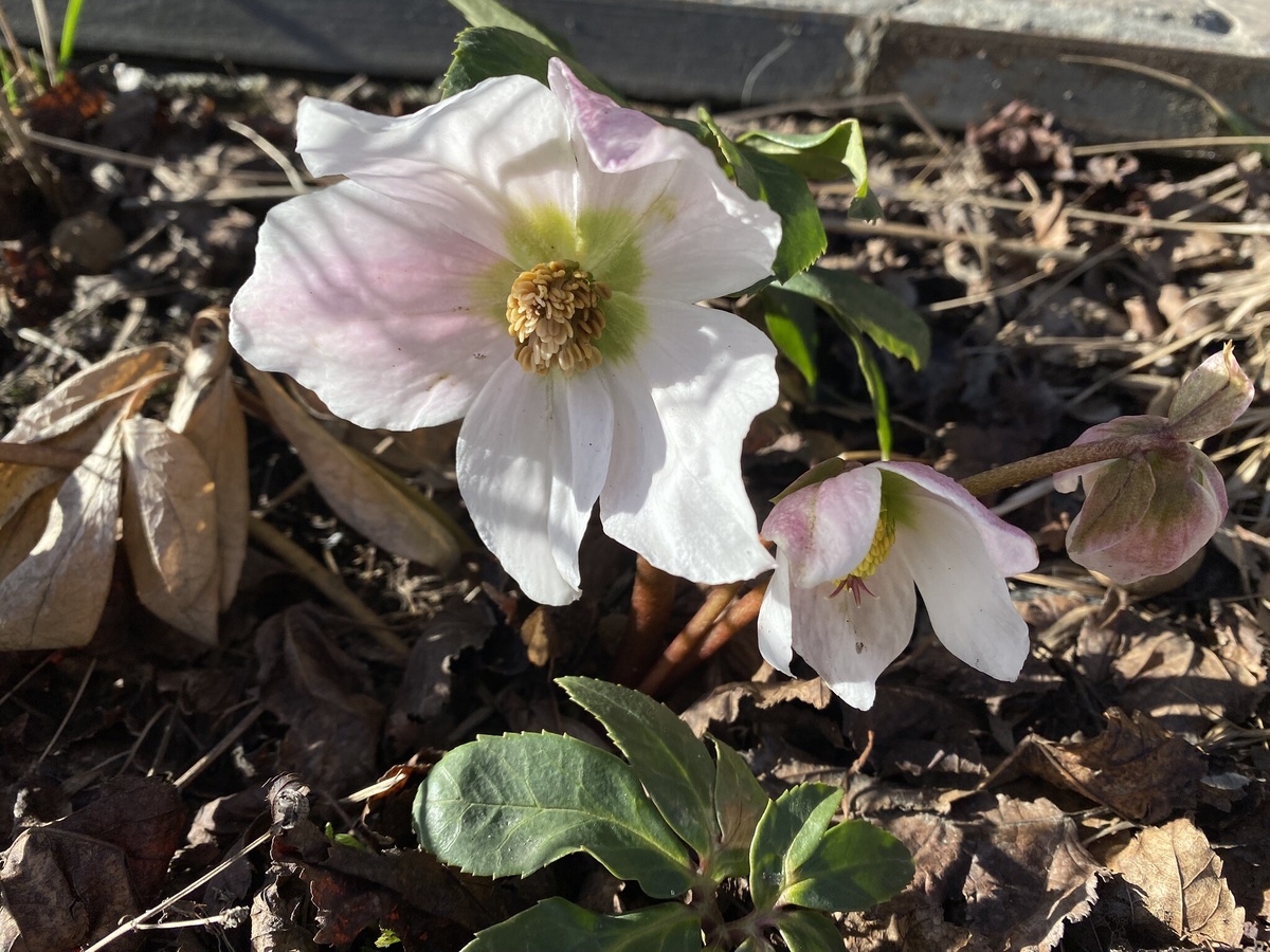 Морозник черный, цветение апрель 2025, фото автора