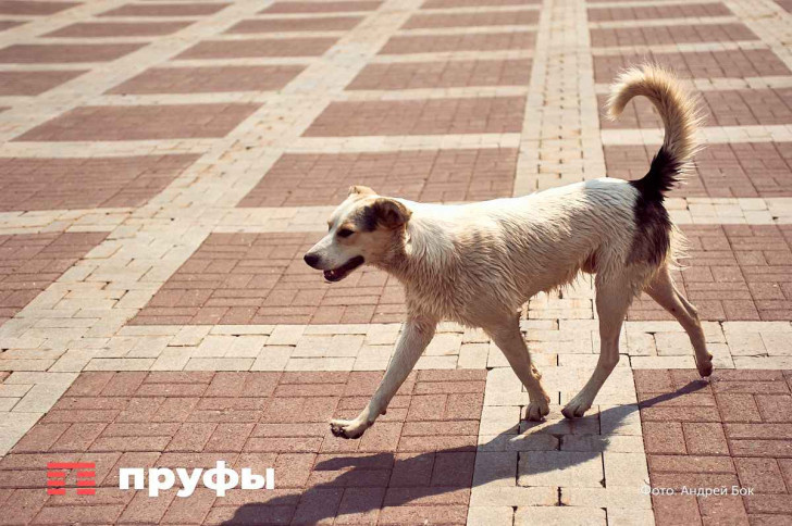    Фото: Пруфы.рф