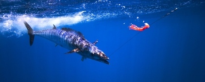 Снасти… рыбалка.. проводка!