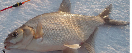 Тонкости рыбалки на леща.