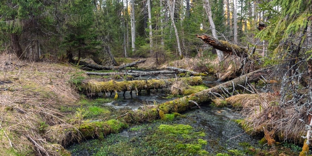 Шепот весны в каждом всплеске воды