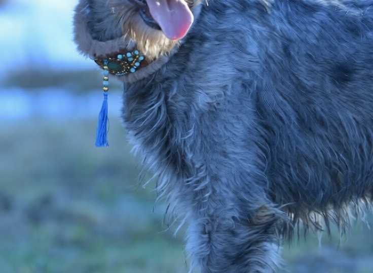 Волкодавица Ёжа.