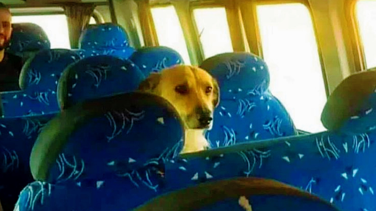 За проезд передавать будете?