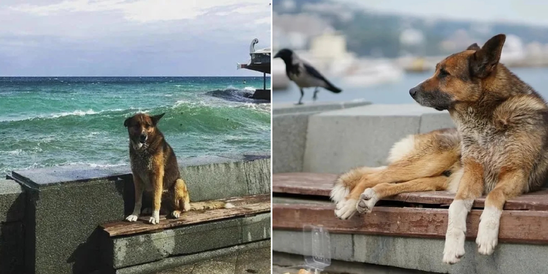 Пёс ждал хозяина больше 12 лет: ему поставили памятник