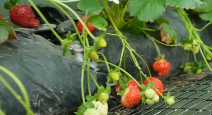     На юге Красноярского края уже созрела садовая клубника