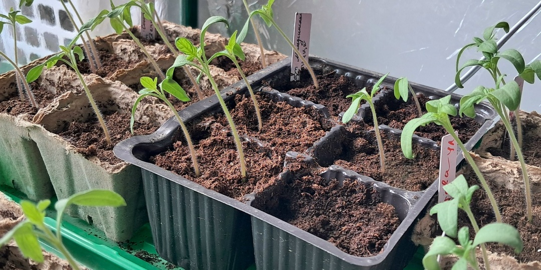 Самый вредный совет про томаты в апреле, который я слушала 5 лет