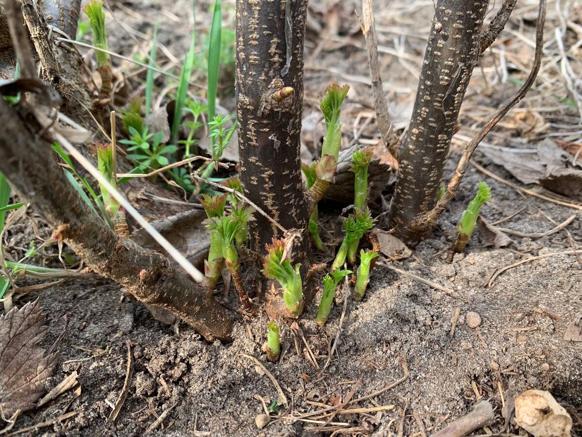 При правильной посадке смородина дает много побегов. Фото автора