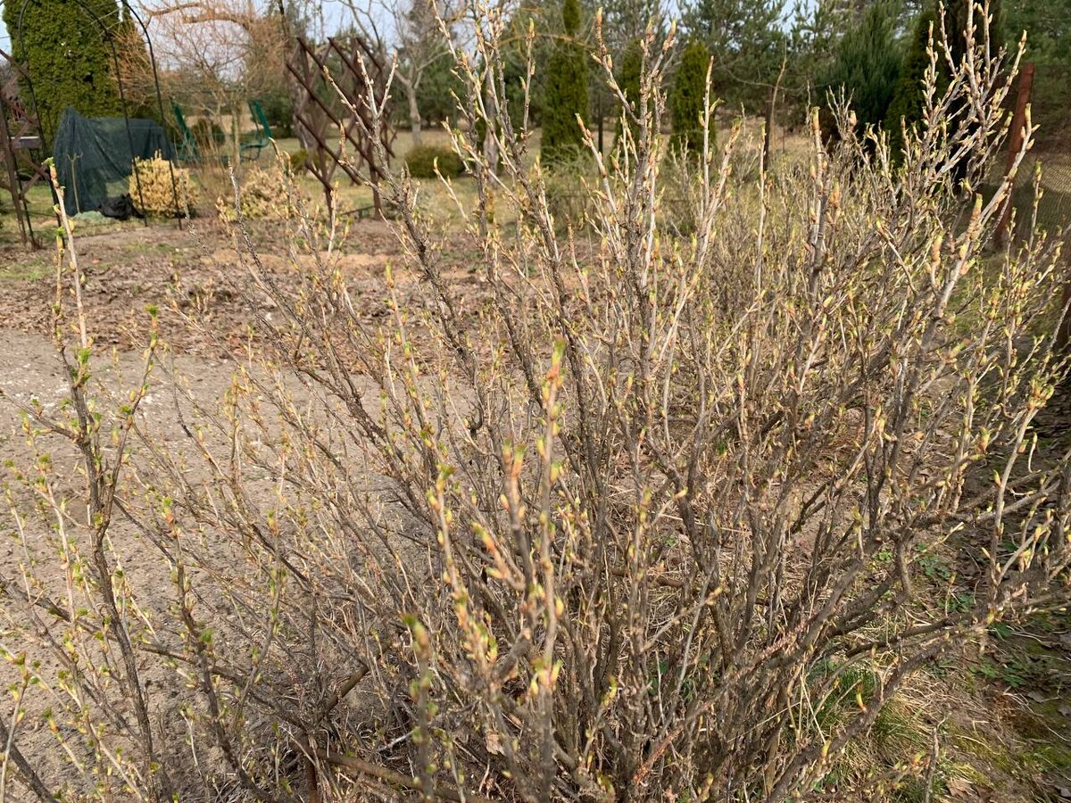 Кусты смородины должны разрастаться. Фото автора 