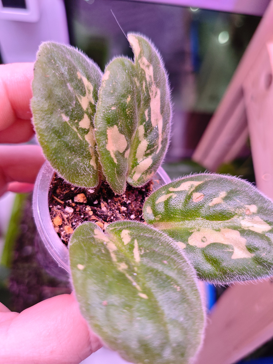 У меня были подмороженные листы. Но плотные, хорошие.