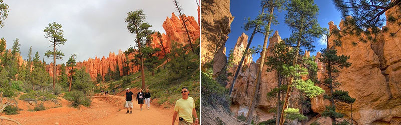     Исключительно высокие экземпляры сосны пондероса в национальном парке Брайс-Каньон, США aldita.net