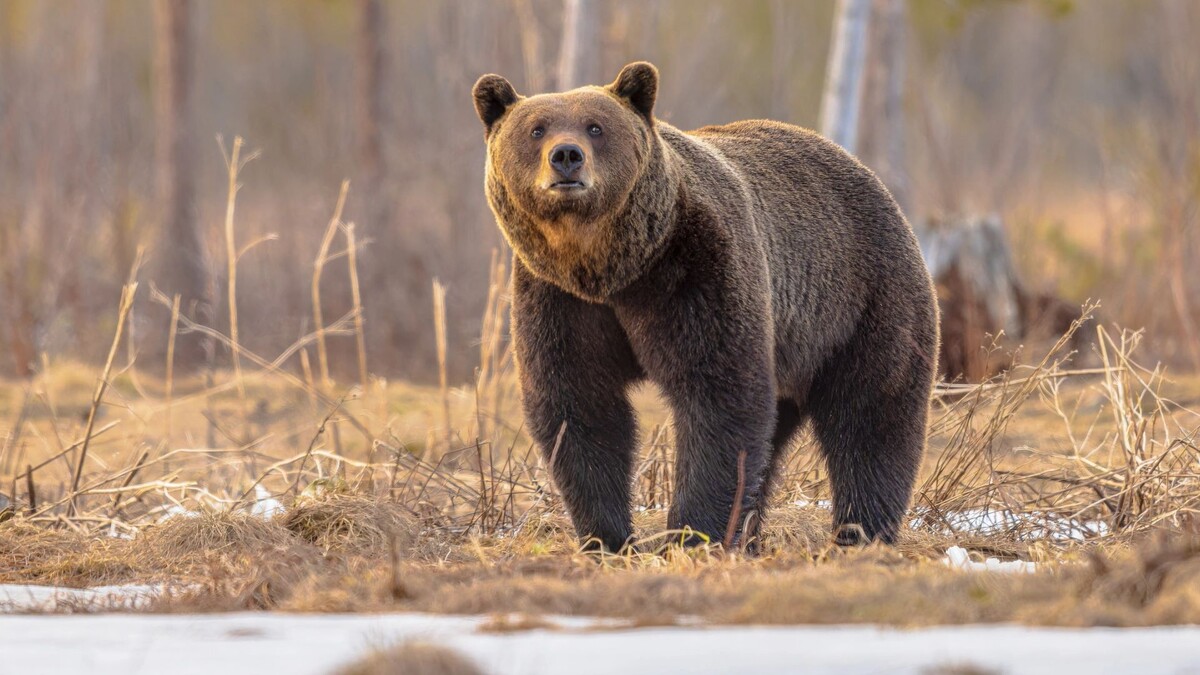    Фото: Rudmer Zwerver / Shutterstock / Fotodom