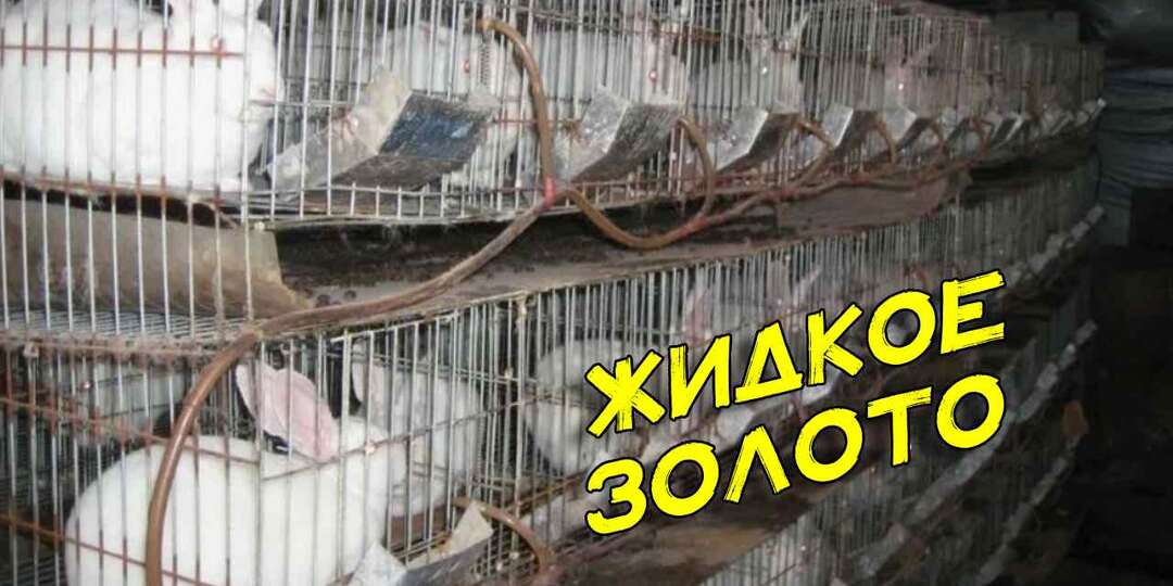 Зачем сосед по даче собирает в бутылки мочу кроликов