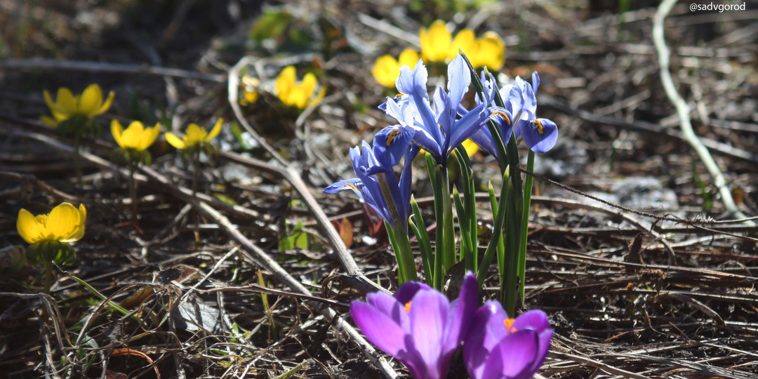 Садовый дневник 25.03.2026