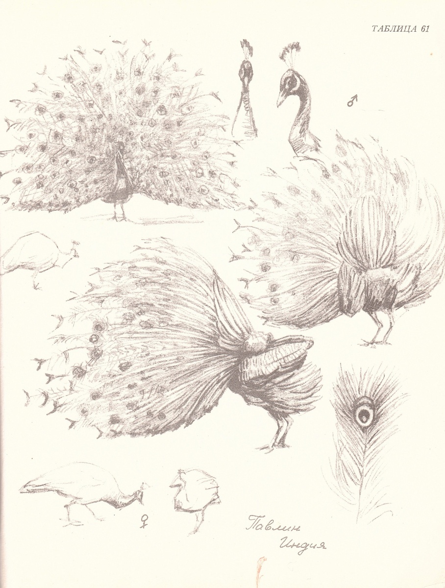 Автор всех работ - Ян Соколовский