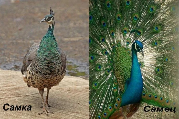 Источник - https://улейдом.рф/ptichnik/samka-pavlina.html