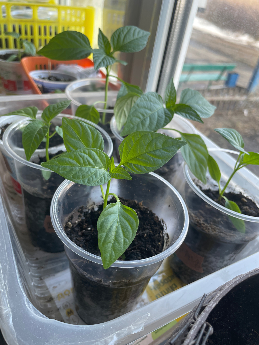 Перец сорта Супер Слон.