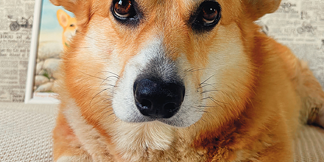 Корги по кличке Толстячок привёл домой семерых украденных собак: 17 километров по зимней трассе за два дня