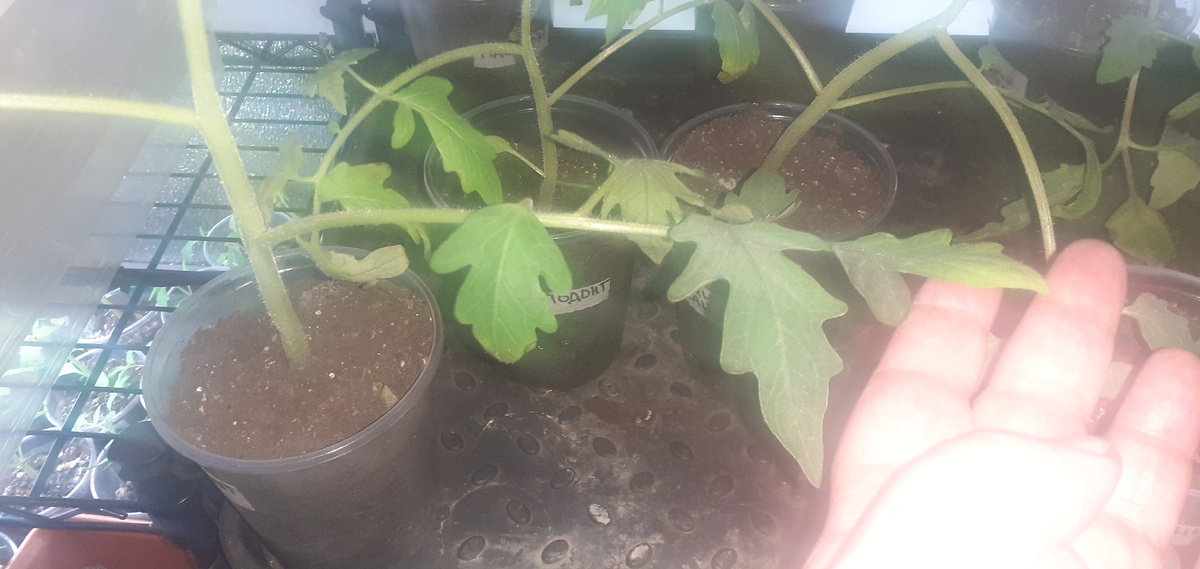 Нф фото хорошо видно, что длина листа = 2 стаканчикам 500 мл. т.е  2 посадочным естам.