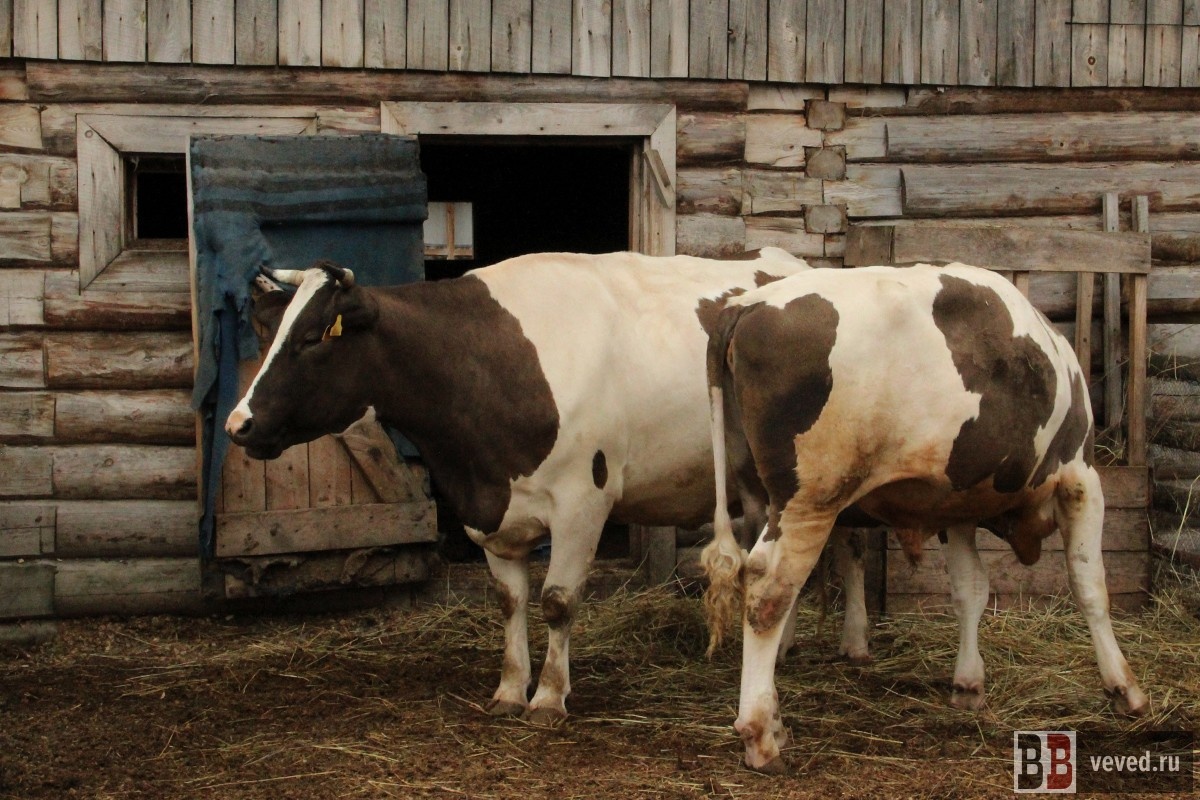     Фото: Юлия Медведева / Вечерние ведомости
