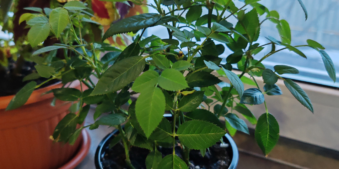 Подарок, который цветет годами: моя хитрость с магазинной розой в горшке