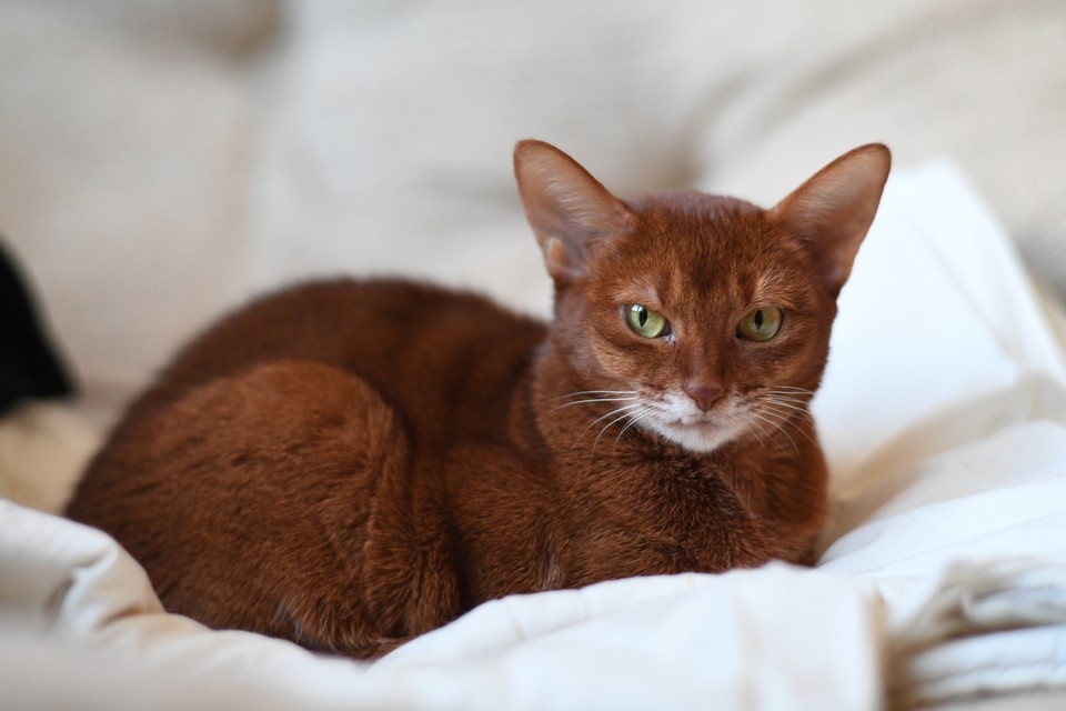    Когда кот мнет человека, в дело вступают феромоны и социальная иерархия. Михаил ФРОЛОВ