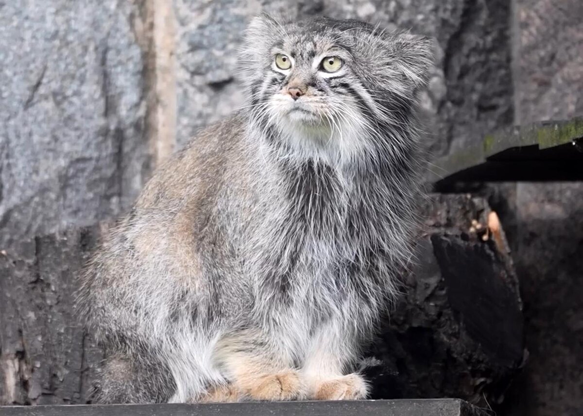 Манул Тимофей из Московского зоопарка не может найти партнершу: в российских зоопарках живут его родственники, а зарубежные отказывают предоставлять своих самок, фото:Московский зоопарк, кадр видео