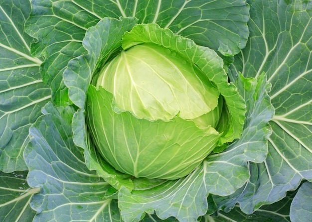 Фото не моё 