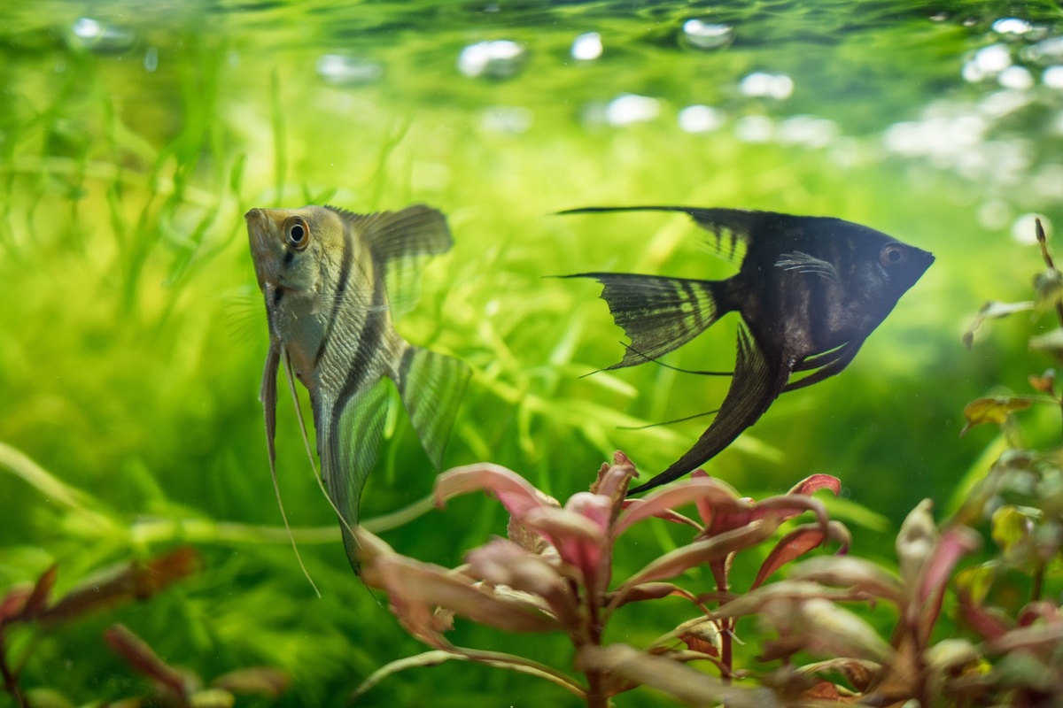 Наблюдение за аквариумом действует успокаивающе. Фото: Александр Плонский / «Питомцы» 