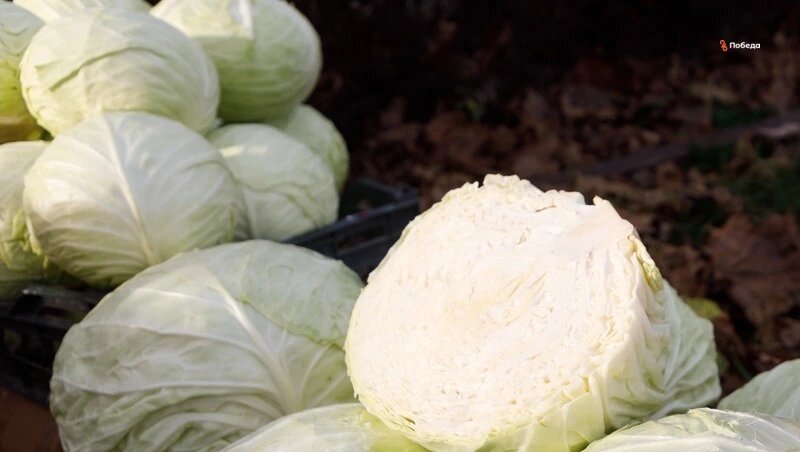      Фото: Дмитрий Ахмадуллин / / ИА «Победа26»