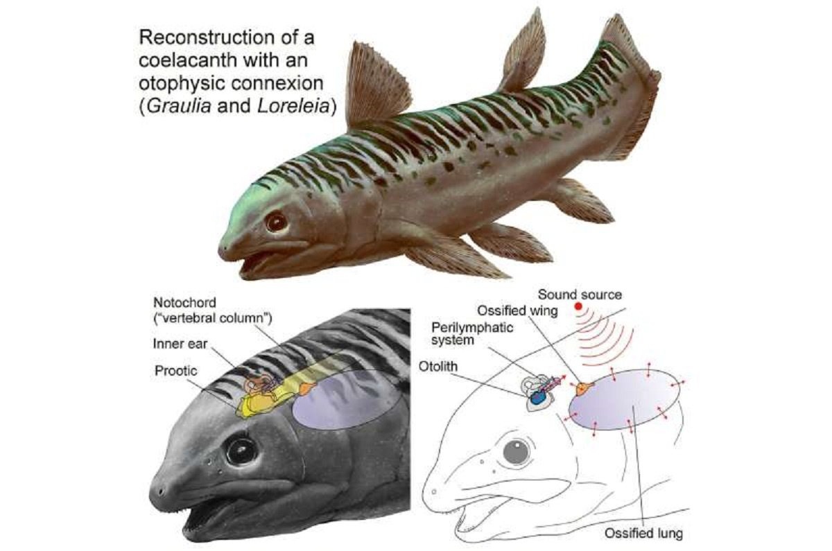    Реконструкция триасовой латимерии (Graulia branchiodonta или Loreleia eucingulata), схематично показывающая отофизическое соединение, связывающее окостеневшее легкое с внутренним ухом и обеспечивающее способность слышать под водой. Источник: А. Бенетто (реконструкция), Л. Кавен (схема) — Национальный музей естественной истории