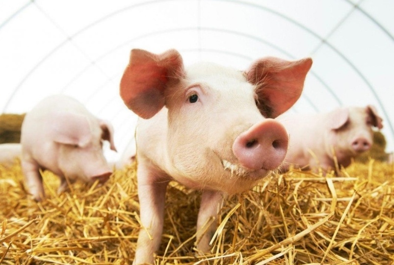 Приглашаем на конференцию «Агроинвестор: PRO животноводство и комбикорма»