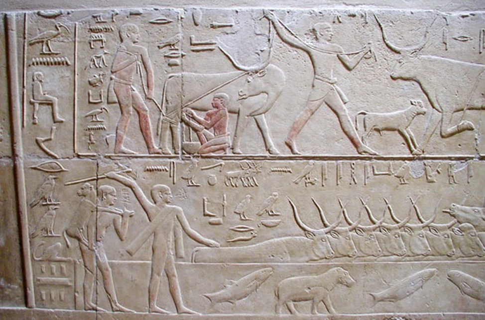 Рис. 5.1. Сцена доения и выпаса скота. Египет, Саккара, гробница Кагемни, визиря периода VI династии. Приблизительно 2347 — 2337 года до н. э. [1].