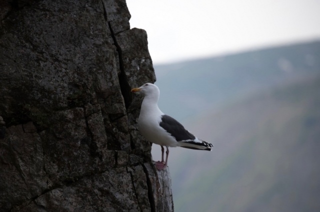    Фото: пресс-служба ФГБУ «Государственный заповедник «Джугджурский»