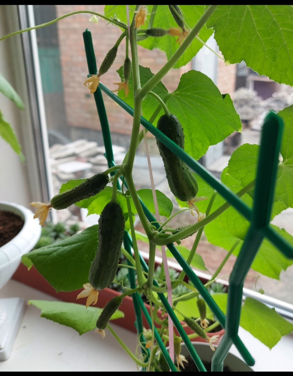 Огурцы на окне, в том сезоне (на работе) понимаете, что мы смними не няньчились