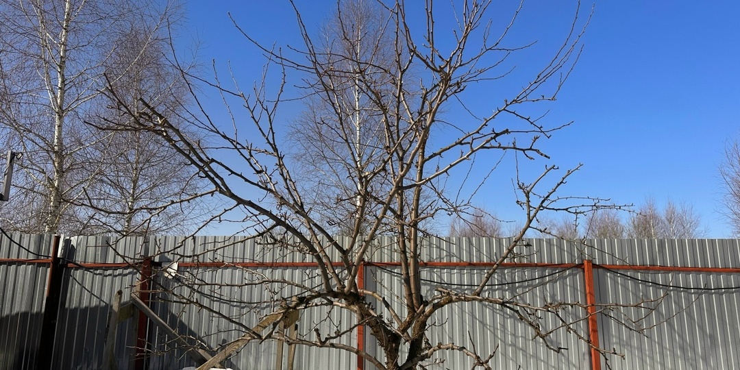 Перестала жечь сад медным купоросом ранней весной — деревья сказали спасибо