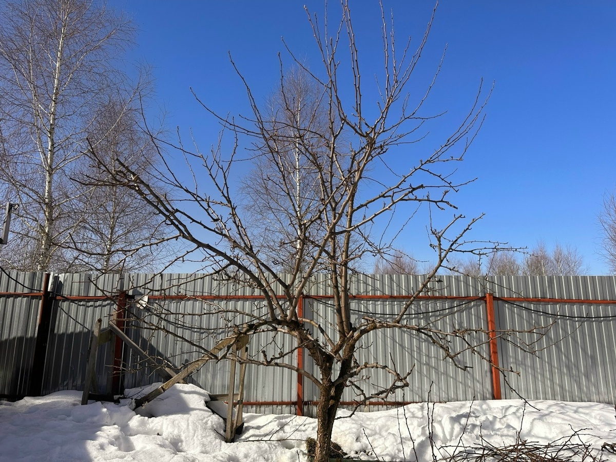 Груша после зимы